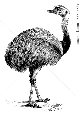 Nandu, vintage illustration. 58648674