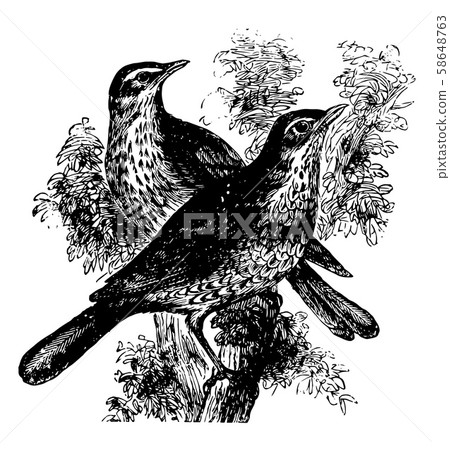 European Redwing, vintage illustration. European Redwing, vintage illustration. 58648763