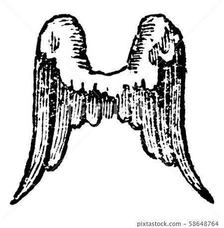Wings Inverted have the feathers point downwards, 58648764