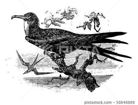 Ascension Frigatebird, vintage illustration. Ascension Frigatebird, vintage illustration. 58648889