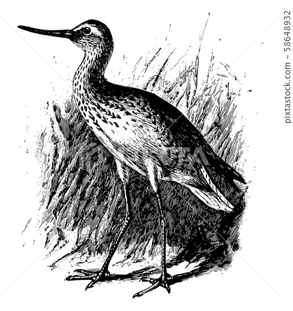 Green Sandpiper, vintage illustration. Green Sandpiper, vintage illustration. 58648932