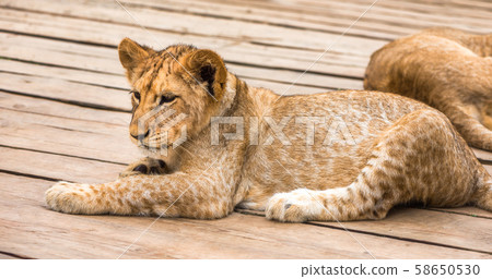 Young Lion Lying on Wooden Floor 58650530