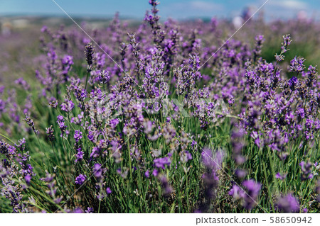 purple flowers of ripe lavender before harvest purple flowers of ripe lavender before harvest 58650942