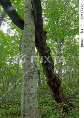 山毛櫸樹支持倒下的樹木（秋天的山毛櫸森林–療養森林）福島縣多見町 58651352