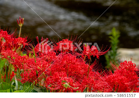 Cluster amaryllis blooming in autumn field Cluster amaryllis blooming in autumn field 58651557