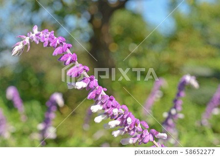 Plant: Mexican bush sage Plant: Mexican bush sage 58652277