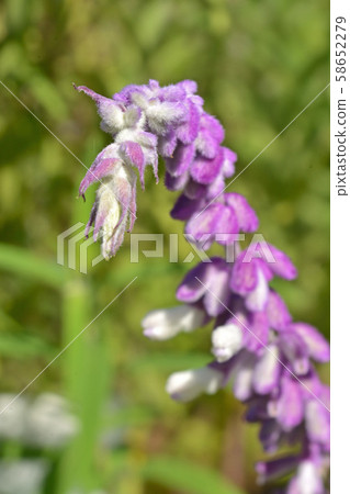 Plant: Mexican bush sage Plant: Mexican bush sage 58652279