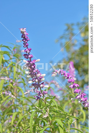 Plant: Mexican bush sage Plant: Mexican bush sage 58652280