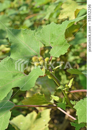 植物：茄子（菊科） 58652296