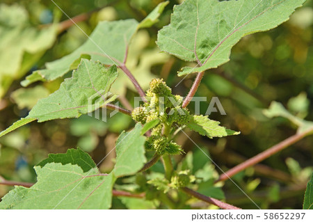 植物：茄子（菊科） 58652297