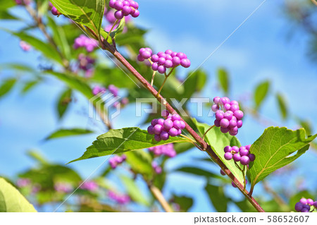 Tree: Comrata sinensis Tree: Comrata sinensis 58652607