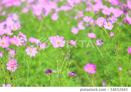 Cosmos flowers 58652665