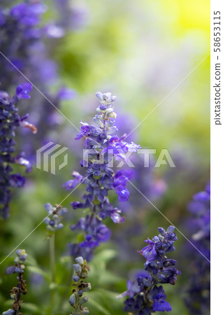 The background image of the colorful flowers 58653115