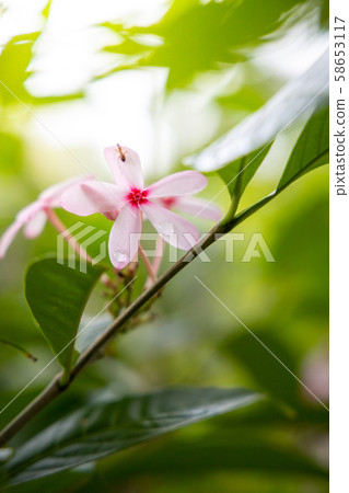 The background image of the colorful flowers 58653117