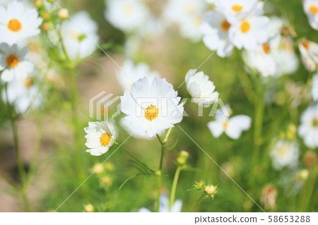 Cosmos flowers Cosmos flowers 58653288