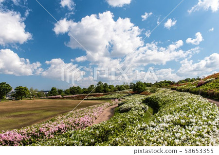 Azalea of the Daijyoji Hillside Park 58653355