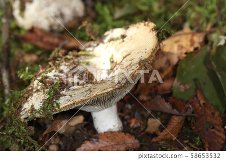 Nature, white-spotted beetle, making a large mycelium in one corner of the park Nature, white-spotted beetle, making a large mycelium in one corner of the park 58653532