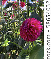 Flowers blooming in spring 58654032