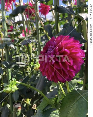 Flowers blooming in spring Flowers blooming in spring 58654032
