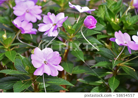 Sanpachensu 58654557