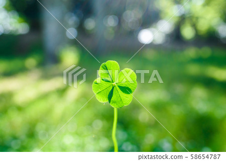 Lucky four-leaf clover shining in the green area in the center, clear morning 58654787