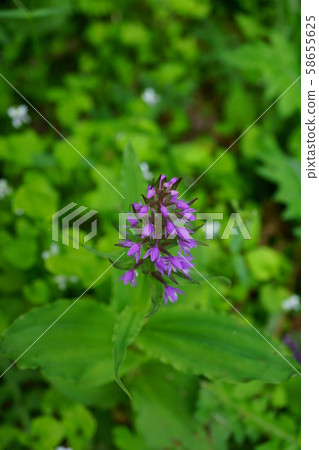 857 Nobinebird 58655625