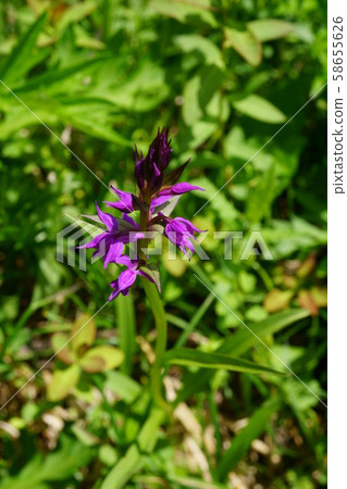 856 Hummingbird 58655626