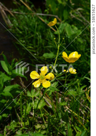 855 Miyama Buttercup 58655627