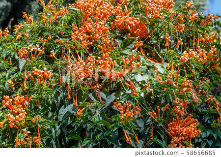 Orange Pyrostegia Venusta 58656685