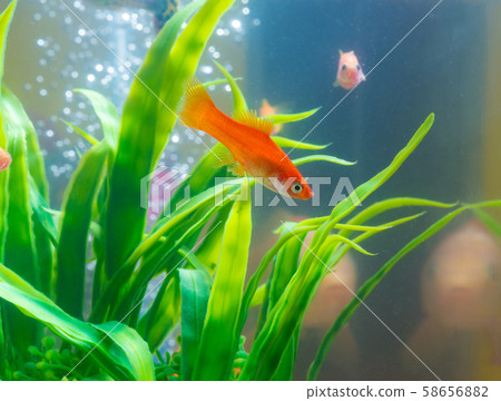 Little red fish with green plant in fish tank or Little red fish with green plant in fish tank or 58656882