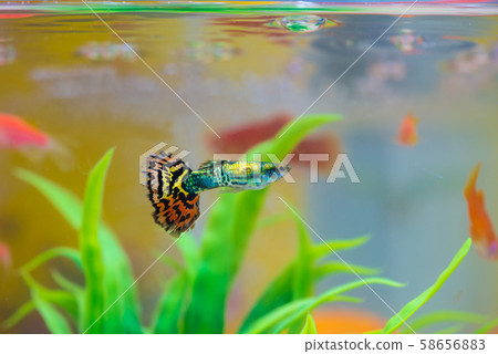 Little fish in fish tank or aquarium, gold fish, Little fish in fish tank or aquarium, gold fish, 58656883