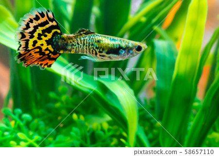 Little fish in fish tank or aquarium, gold fish, Little fish in fish tank or aquarium, gold fish, 58657110