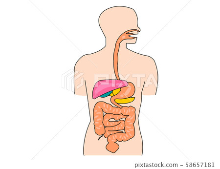 Human body, anatomy 58657181
