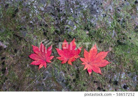 秋葉,落葉,秋天,江原道仁濟 秋葉,落葉,秋天,江原道仁濟 58657252