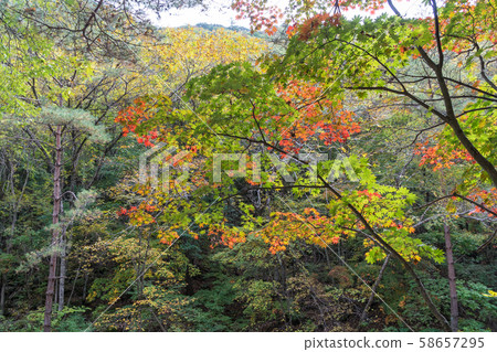 楓,秋,仁濟,江原道, 楓,秋,仁濟,江原道, 58657295