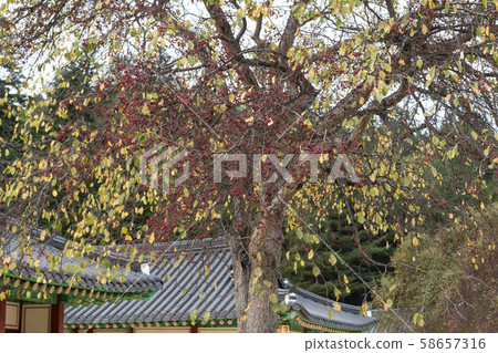 夜光樹,百丹寺,石塔,楓葉,秋景,仁濟,江原道 夜光樹,百丹寺,石塔,楓葉,秋景,仁濟,江原道 58657316