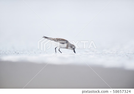 Tounen（北海道Komke湖） 58657324