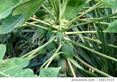 Papaya fruit Papaya fruit 58657414