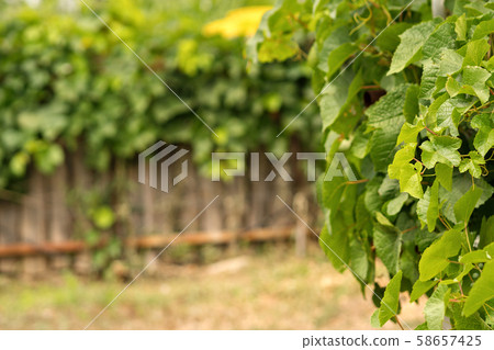 Vineyard 58657425
