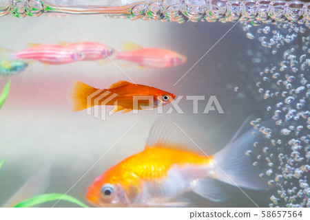 Little fish in fish tank or aquarium, gold fish, Little fish in fish tank or aquarium, gold fish, 58657564
