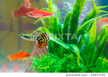 Little fish in fish tank or aquarium, gold fish, Little fish in fish tank or aquarium, gold fish, 58657565