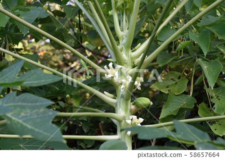 Papaya female flower and harabiro mantis Papaya female flower and harabiro mantis 58657664