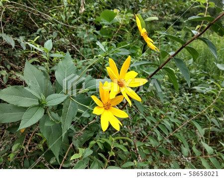 Jerusalem artichoke flower 58658021