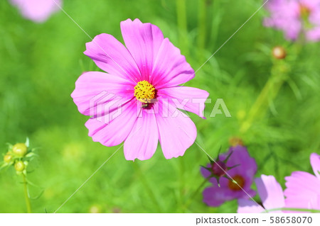 波斯菊花 波斯菊花 58658070