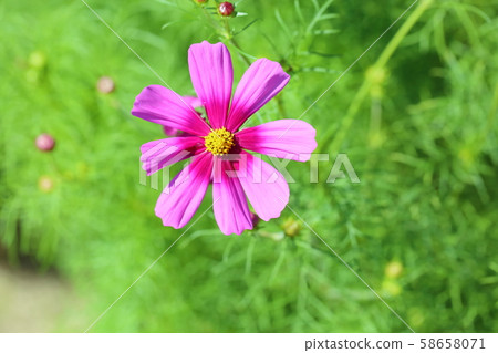 波斯菊花 58658071