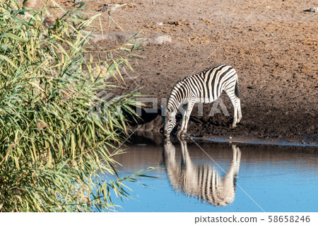 Zebras in Etosha National Park. 58658246