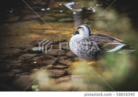 鴨 58658340