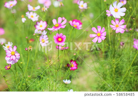 波斯菊花 波斯菊花 58658485