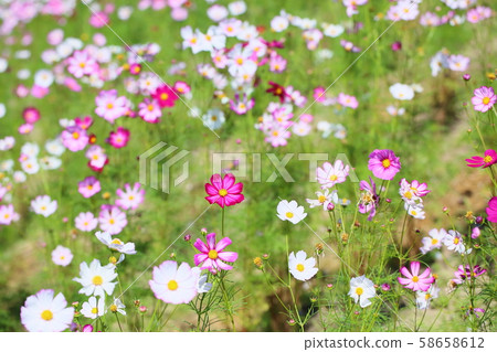 Cosmos flowers 58658612