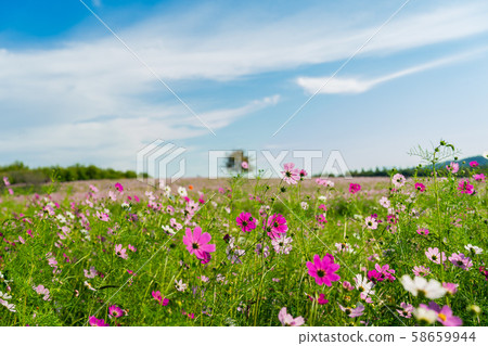 Cosmos under the autumn sky. Cosmos under the autumn sky. 58659944